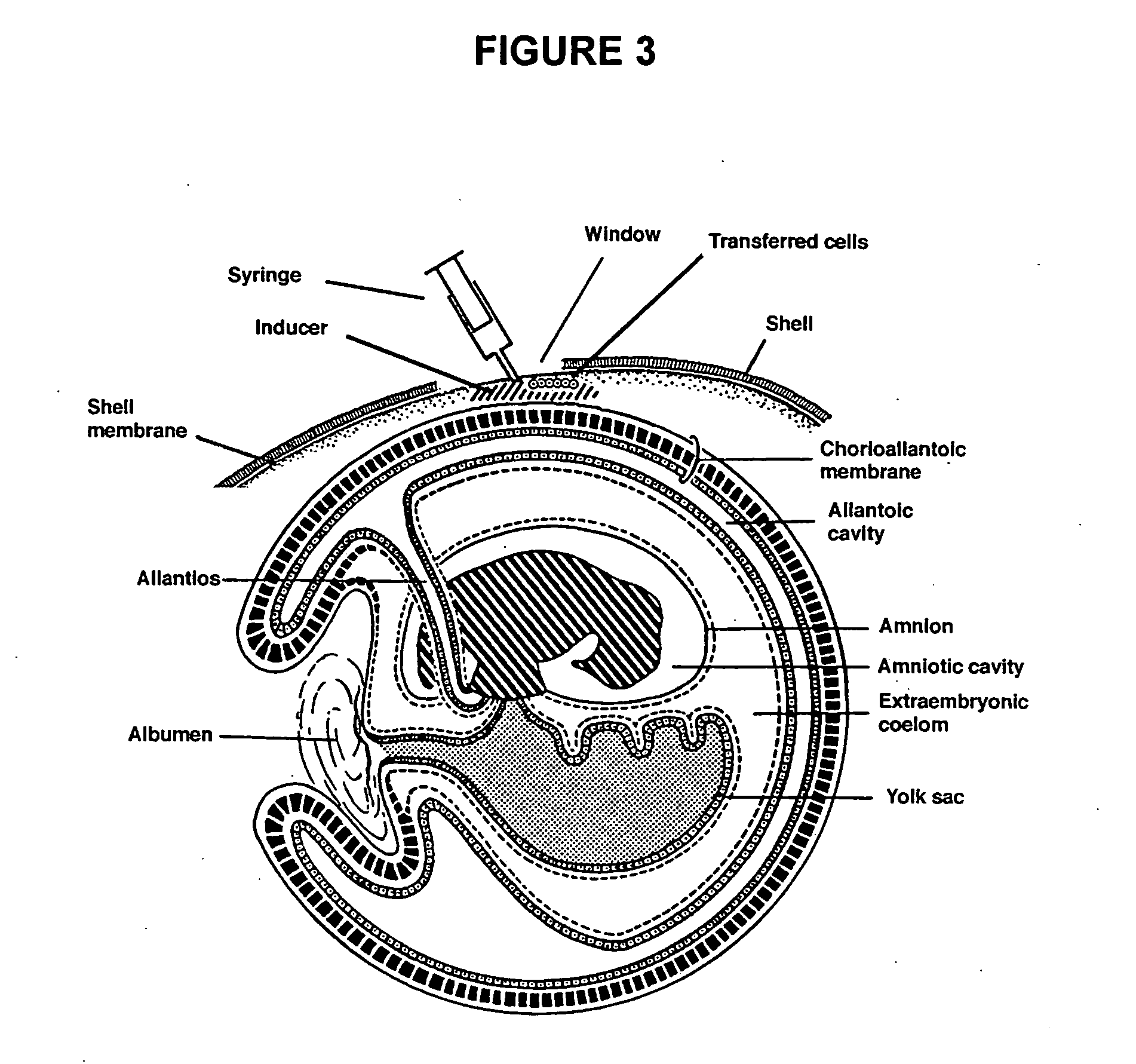 Novel culture systems for EX vivo development