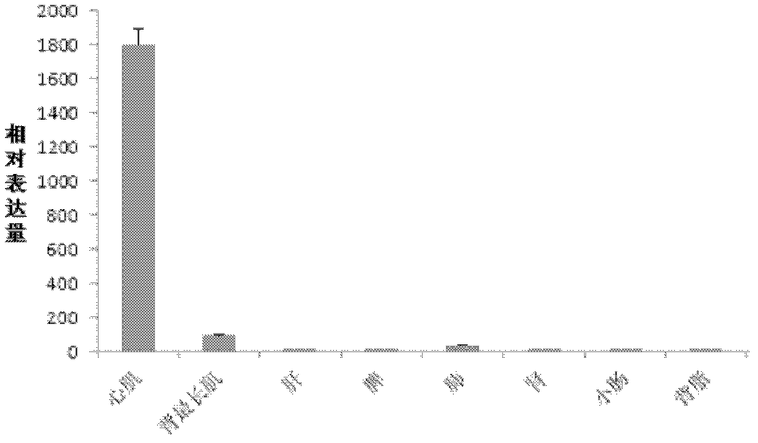 Pig muscle-specific ITGB1BP2 promoter and application thereof