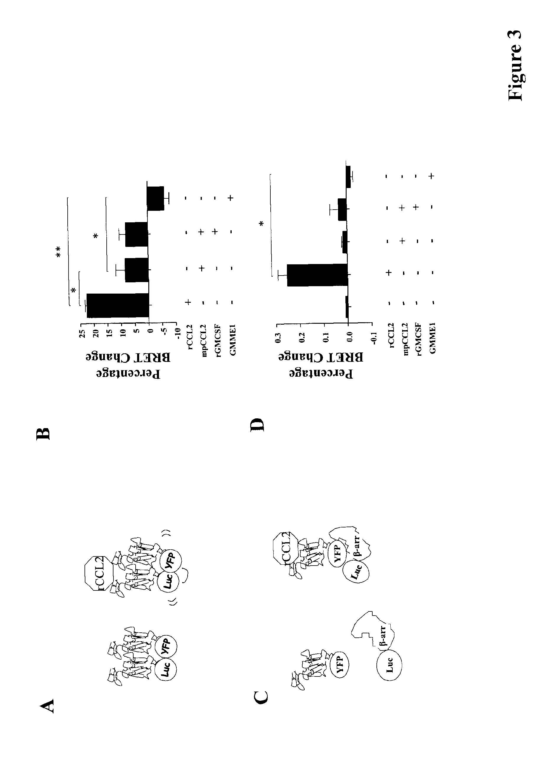 GMCSF and Truncated CCL2 Conjugates and Methods and Uses Thereof