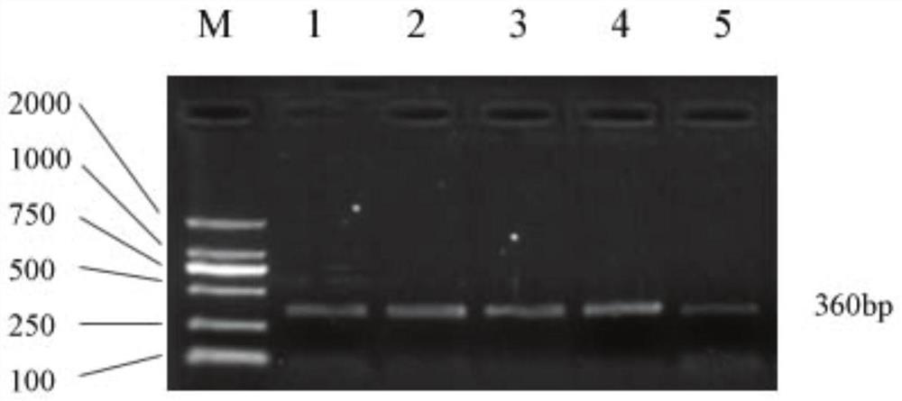 SNP (Single Nucleotide Polymorphism) molecular marker related to egg yield of female pigeons, kit and application of SNP molecular marker