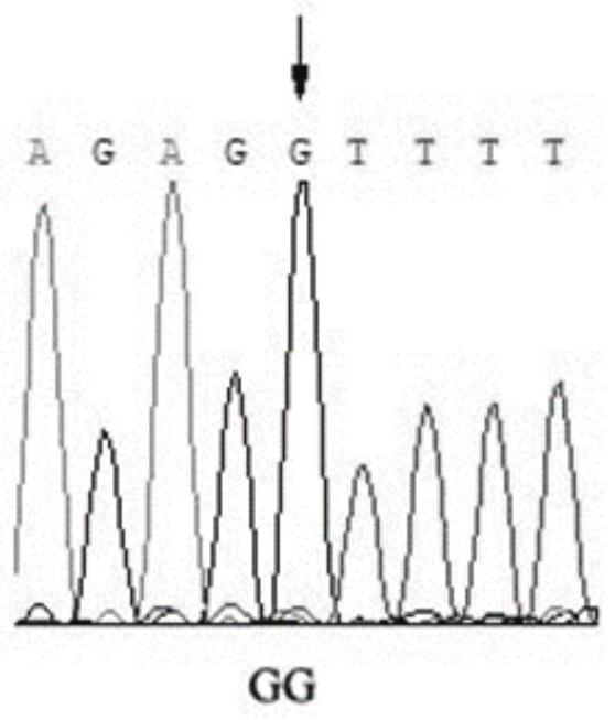 SNP (Single Nucleotide Polymorphism) molecular marker related to egg yield of female pigeons, kit and application of SNP molecular marker