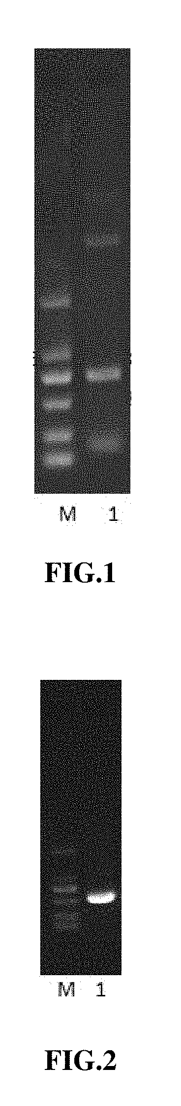 Bi-targeted Mutain MuR5S4TR of TRAIL and Preparation Method and Application Thereof