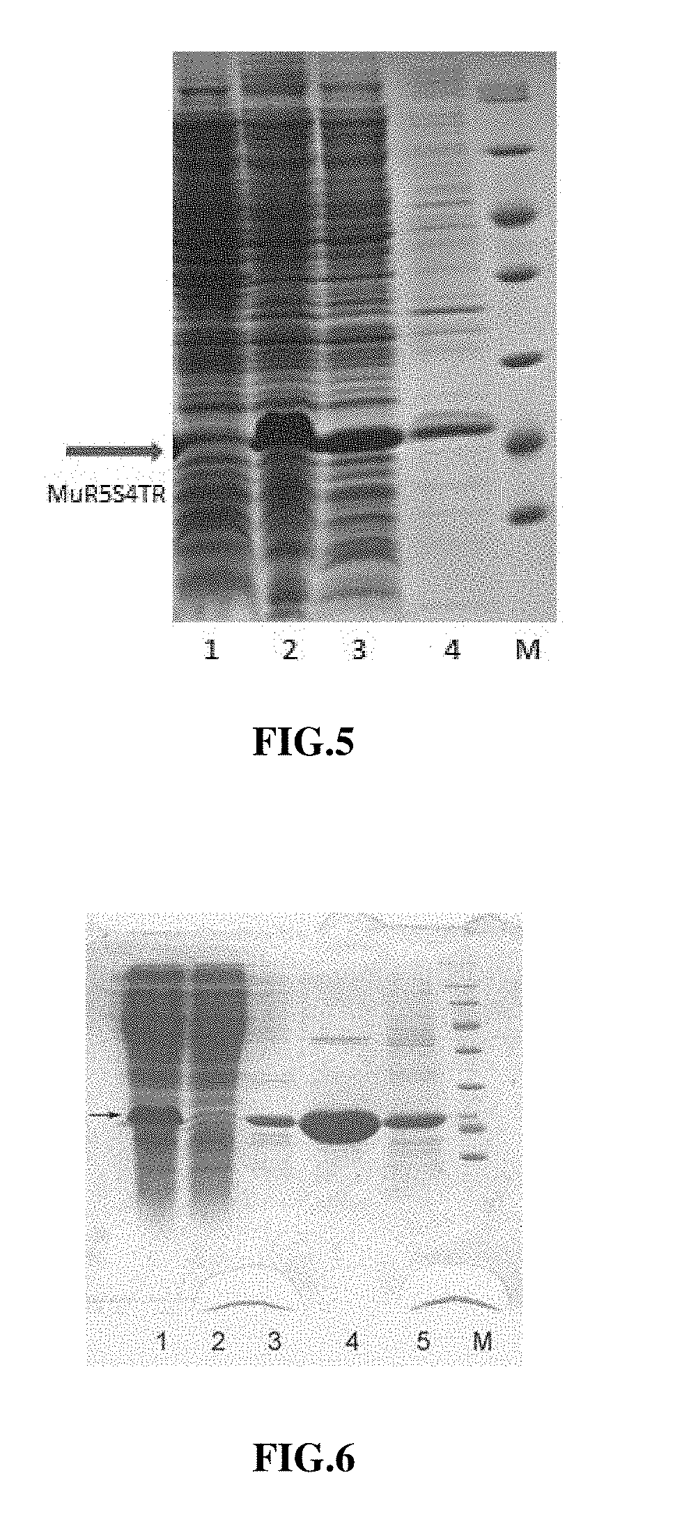 Bi-targeted Mutain MuR5S4TR of TRAIL and Preparation Method and Application Thereof