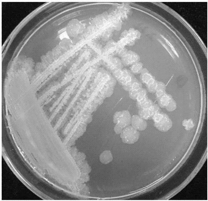 Nattokinase-producing bacillus velezensis strain and application thereof