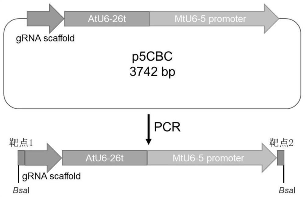 Alfalfa crispr/cas9 genome editing system and its application