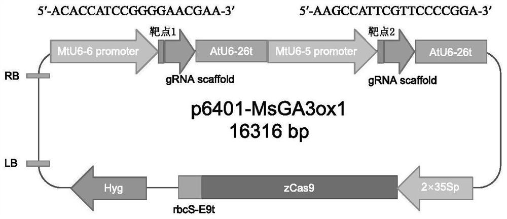 Alfalfa crispr/cas9 genome editing system and its application