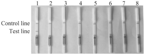 A combination of primers and probes for the detection of Phytophthora syringae based on rpa-lateral flow chromatography and its application