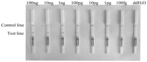 A combination of primers and probes for the detection of Phytophthora syringae based on rpa-lateral flow chromatography and its application