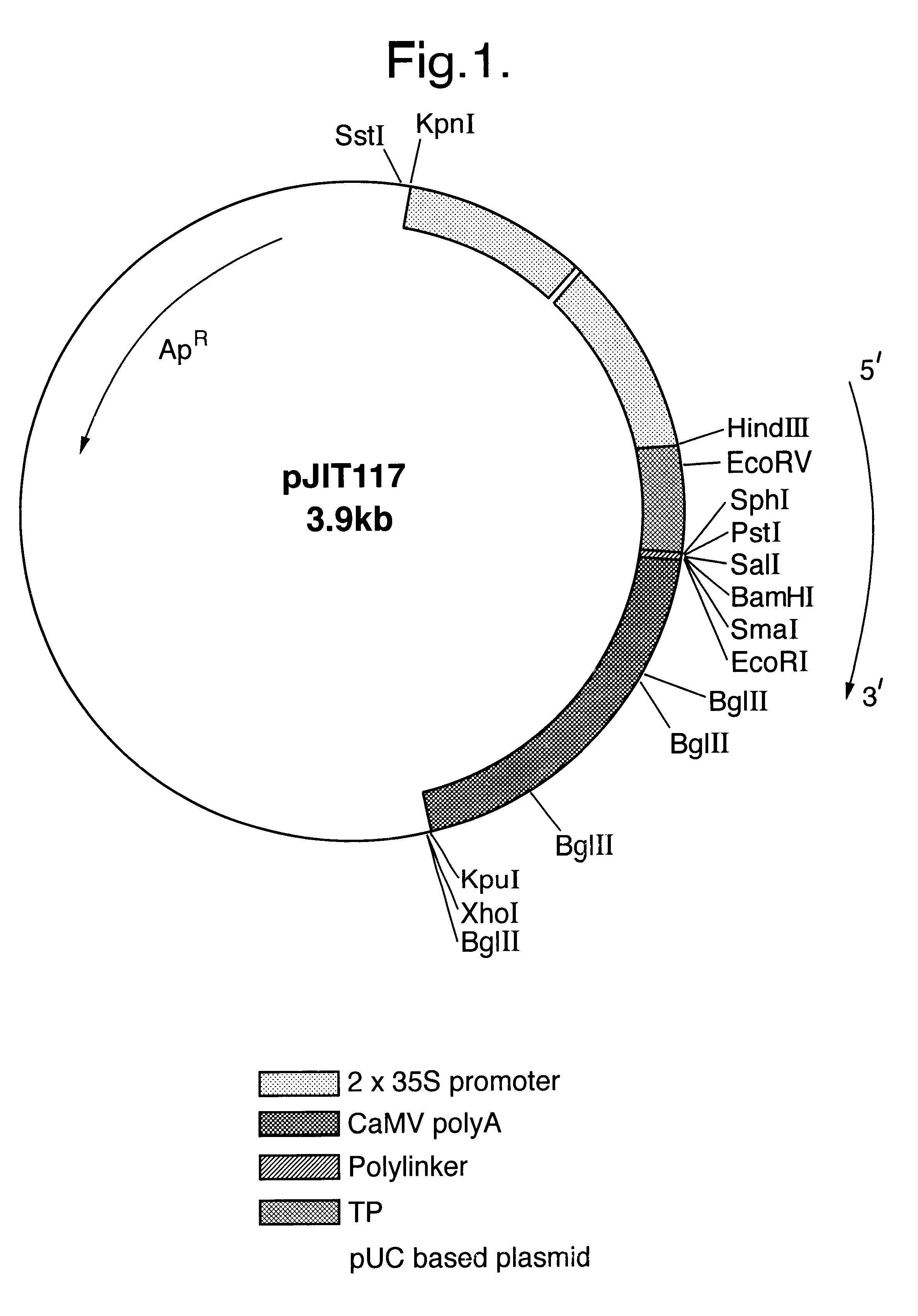 Genetically modified plants with altered starch