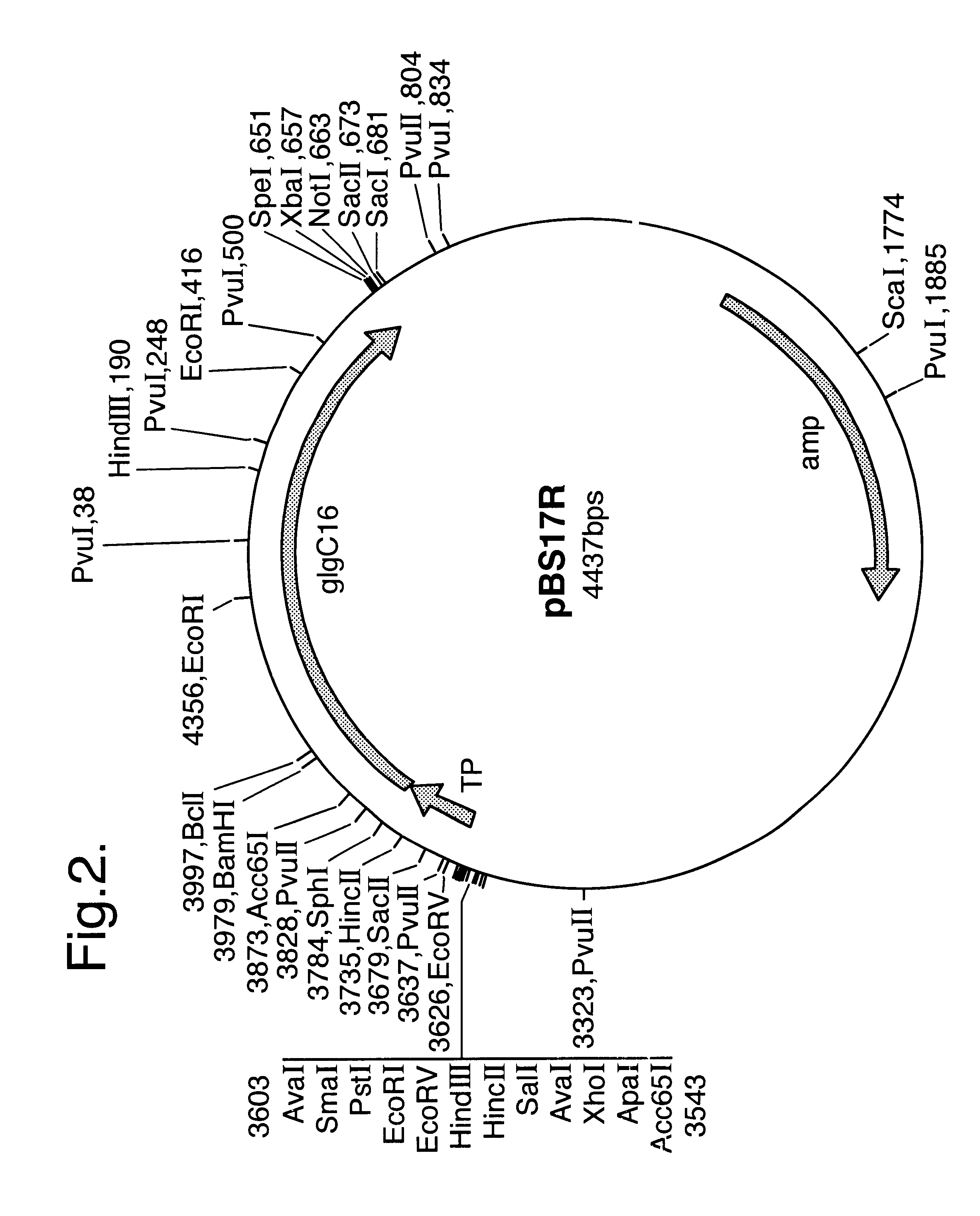 Genetically modified plants with altered starch