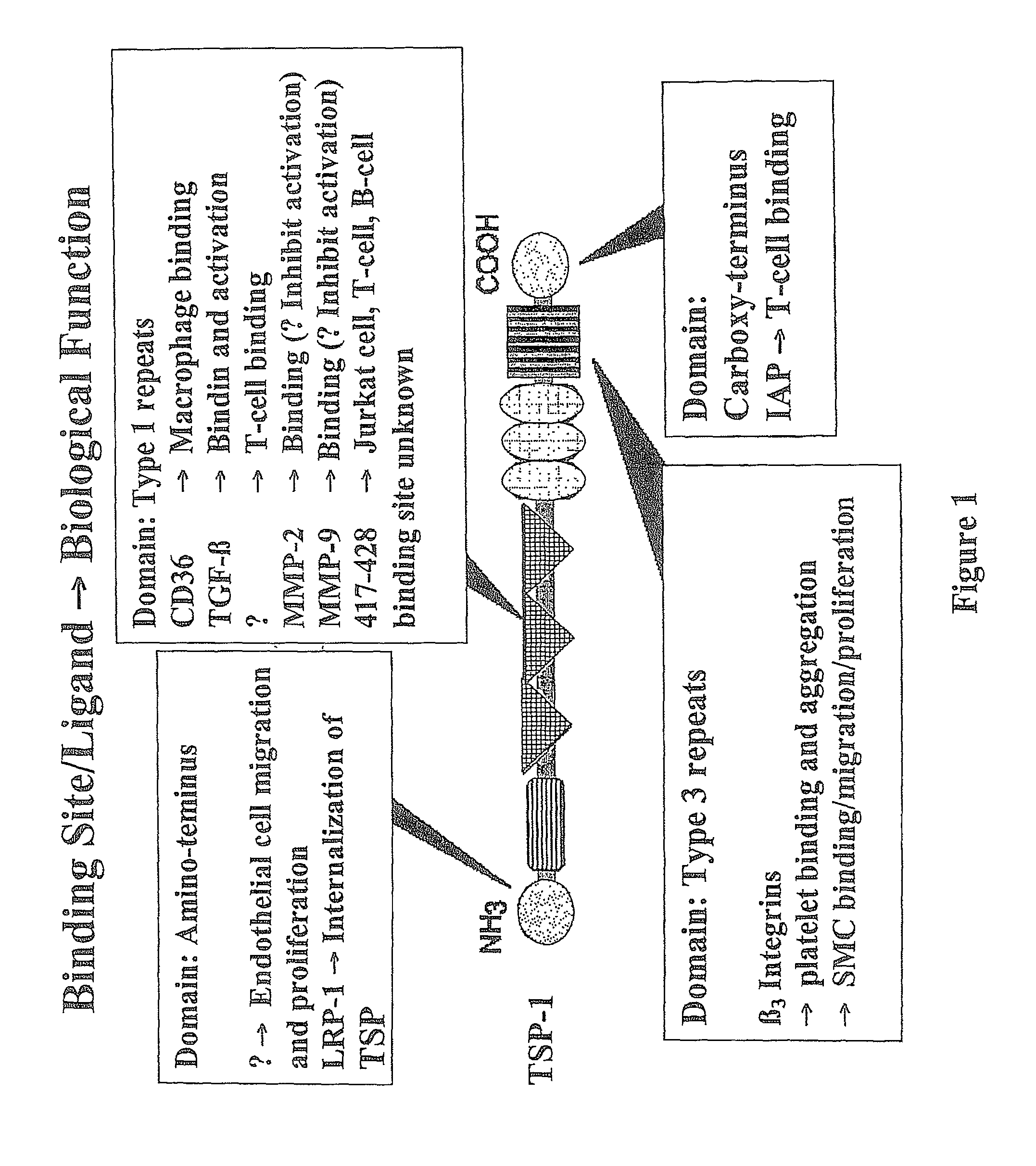 Thrombospondin-1 derived peptides and treatment methods