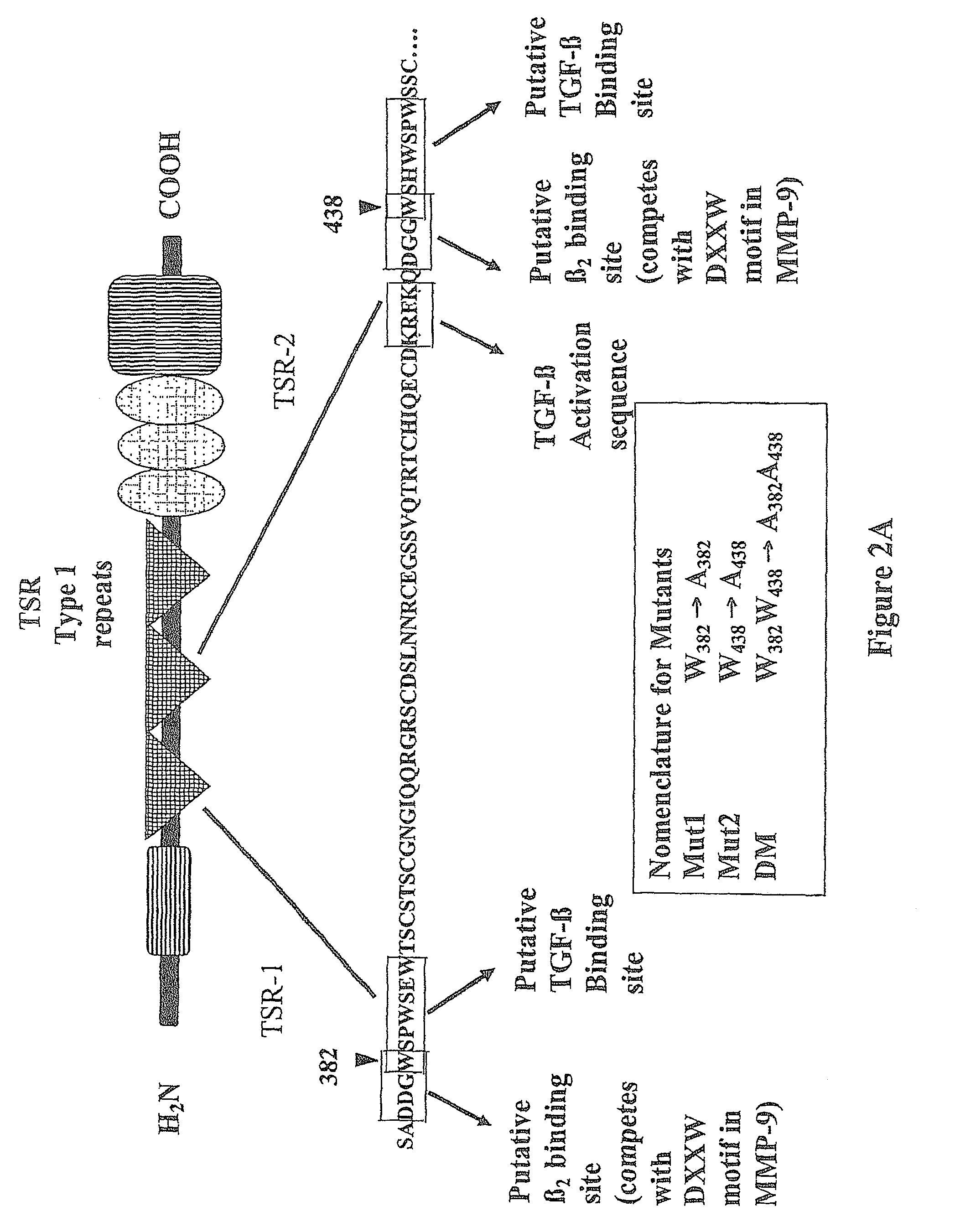 Thrombospondin-1 derived peptides and treatment methods