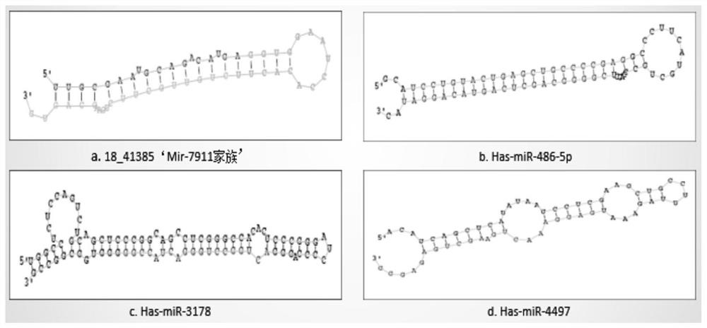 Molecular markers for auxiliary diagnosis of viral meningitis as well as application and kit of molecular markers