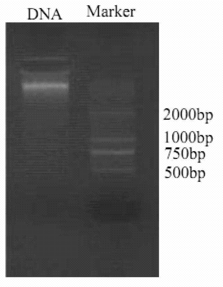 Genome simplification and next-generation sequencing-based deoxyribose nucleic acid (DNA) library preparation method and kit