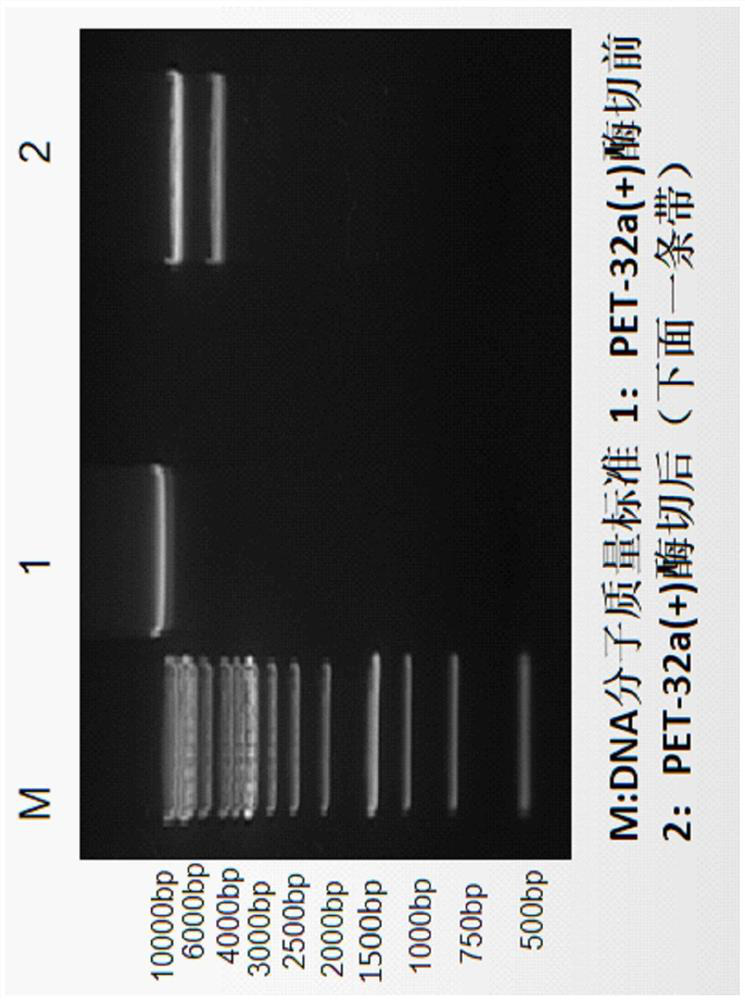 Induced expression of fusion protein taking TTC as neuronal cell targeting gene