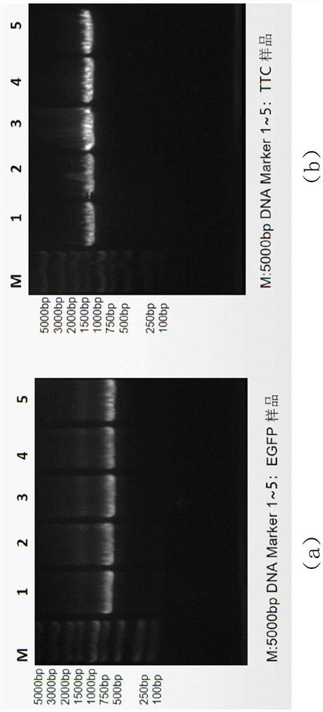 Induced expression of fusion protein taking TTC as neuronal cell targeting gene