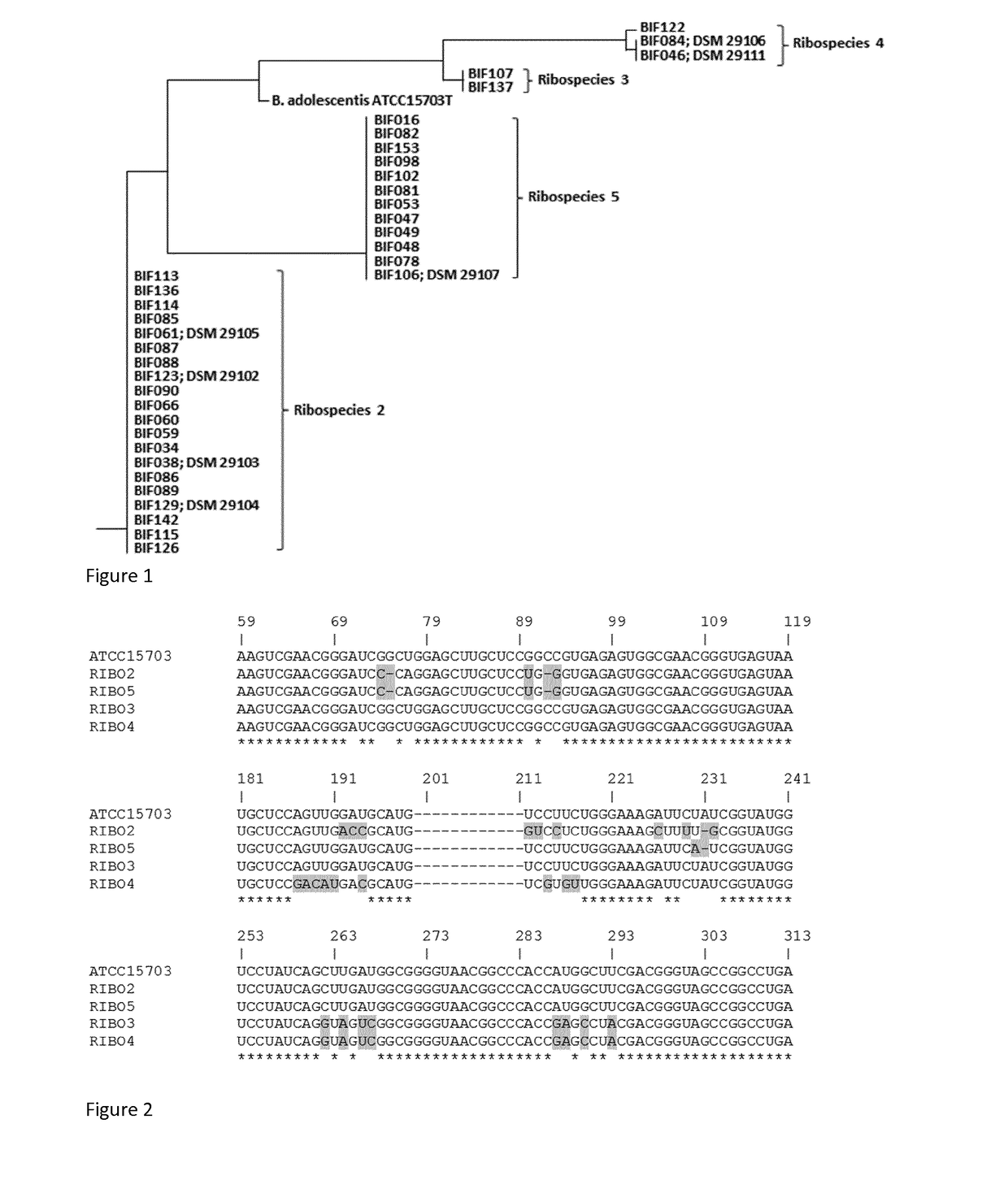 Probiotic bifidobacterium adolescentis strains