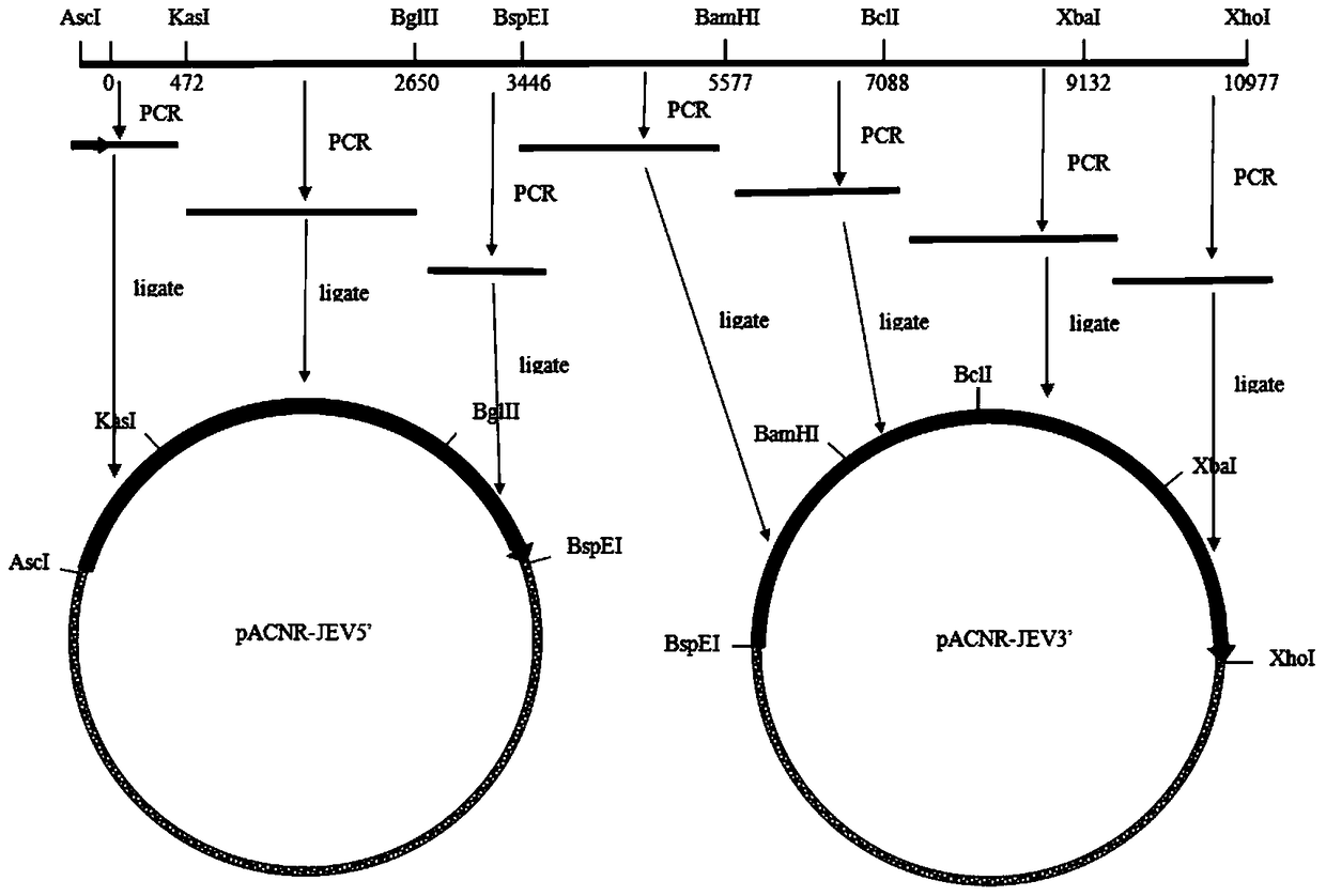 A kind of Japanese encephalitis/yellow fever chimeric virus and its preparation method and application