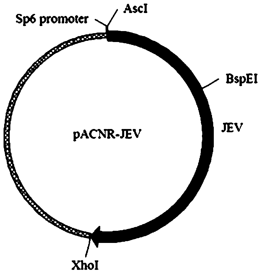 A kind of Japanese encephalitis/yellow fever chimeric virus and its preparation method and application