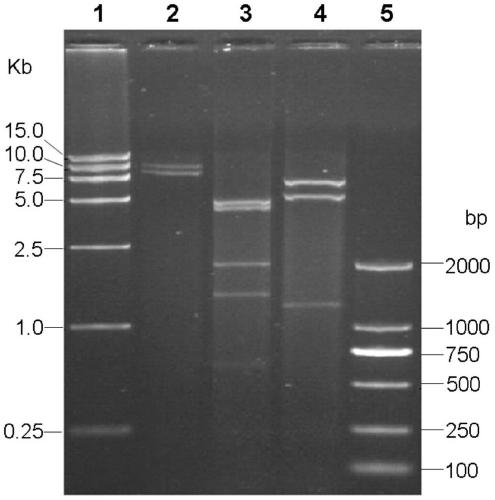 A kind of Japanese encephalitis/yellow fever chimeric virus and its preparation method and application