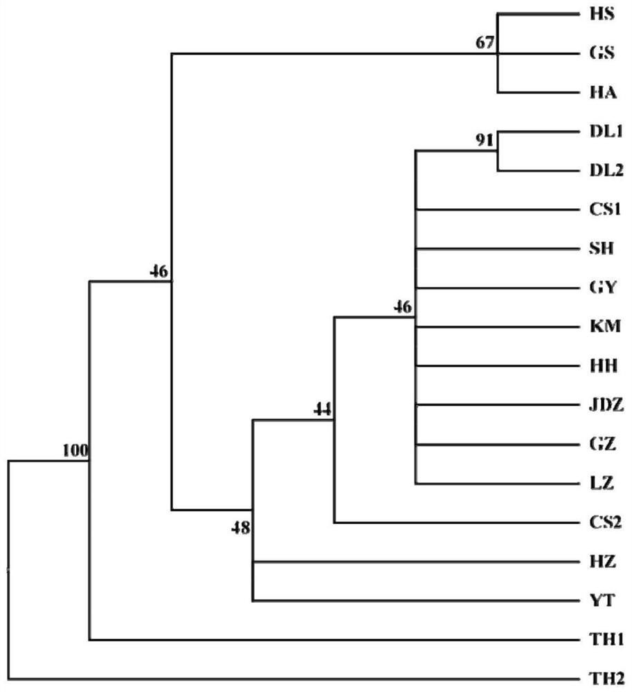 SNP marker related to vallisneria identification and application of SNP marker