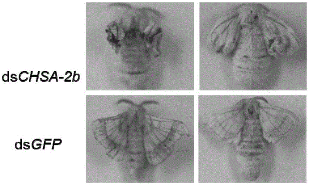 Application of lepidopteron chitin synthetase CHSA-2b/19b in pest control