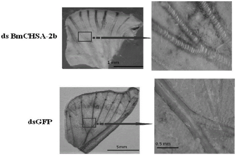 Application of lepidopteron chitin synthetase CHSA-2b/19b in pest control