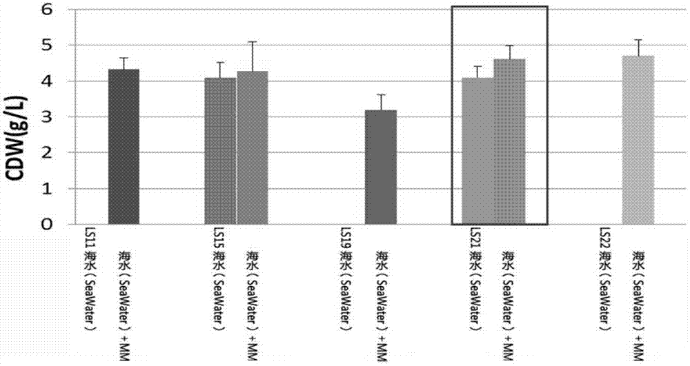 Method for producing hydrocarbons for making fuel by using sea water as medium and special strain