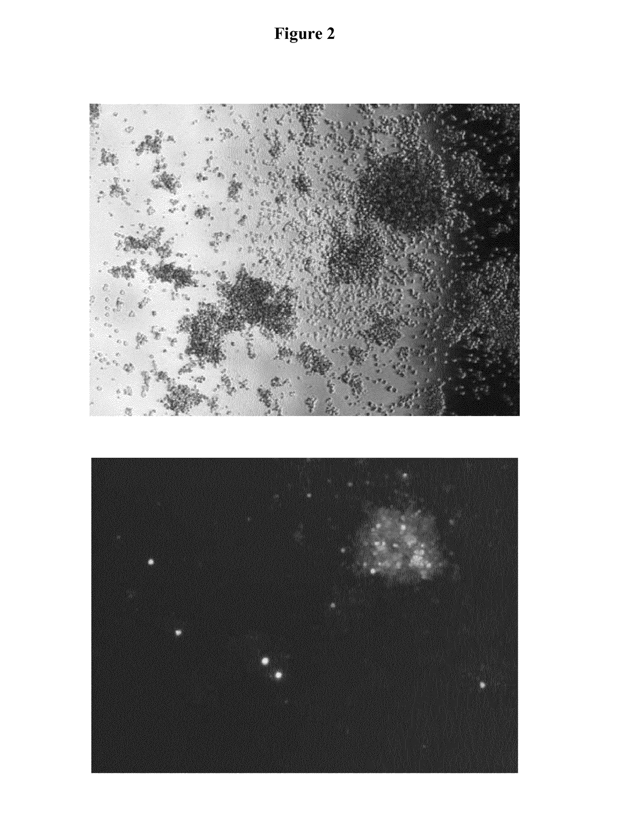 Methods for preparation of fucose-linked site specific conjugates of proteins with toxins, adjuvants, detection labels and pharmacokinetic half life extenders