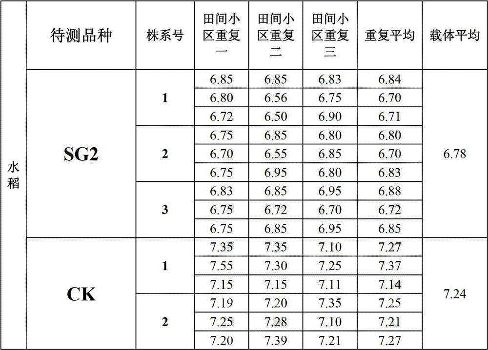 Cultivation of sheath blight-resisting transgenic paddy rice and special vector