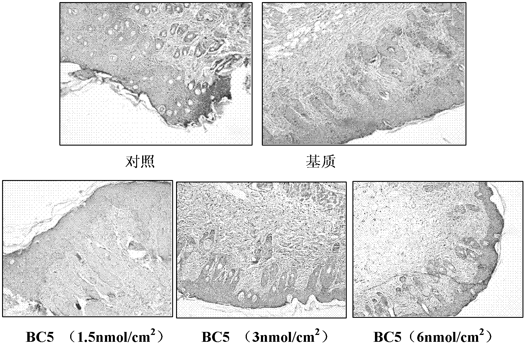 Application of isoflavone compound in terms of preparation of medicines for preventing and curing skin injury caused by ultraviolet rays