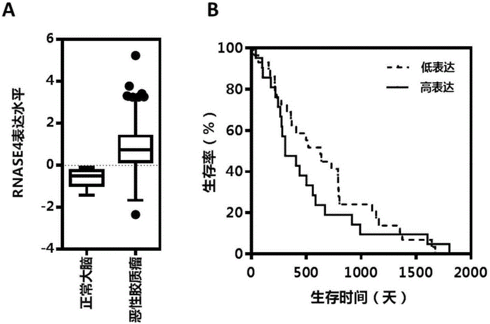 Application of RNASE4 serving as drug target to brain glioma inhibition drugs