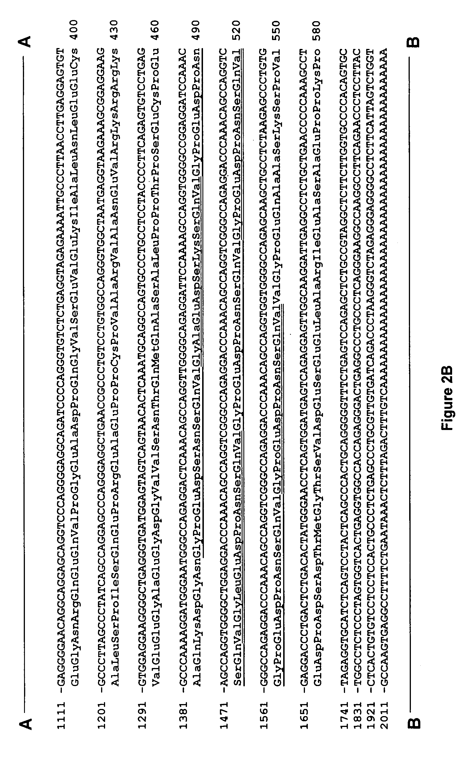 Novel nucleic acid molecules encoding opioid growth factor receptors