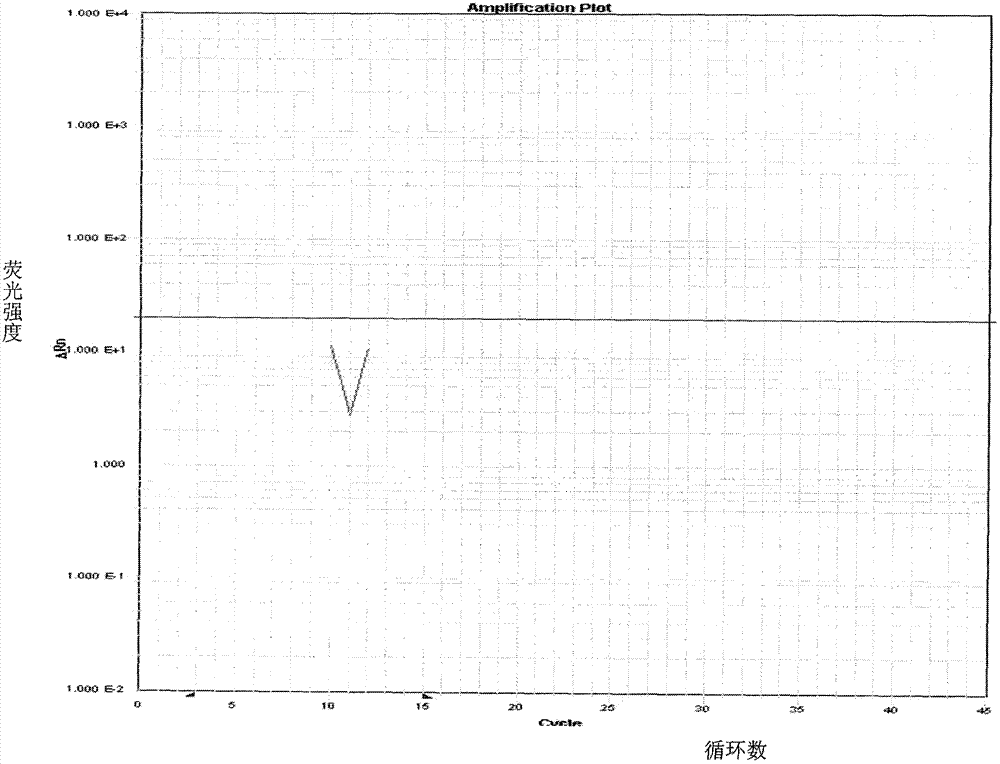 Primer and probe for detecting garlic component in food and beverage