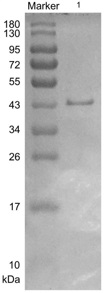 A kind of β-agarase and its application in agar quantitative detection