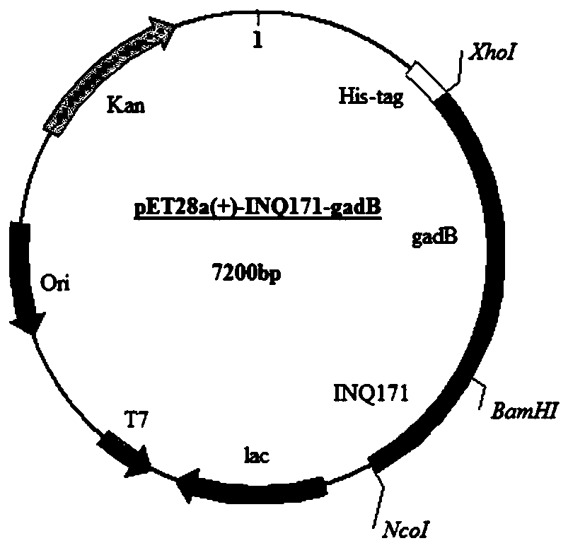 Recombinant engineered bacteria expressing glutamic acid decarboxylase on the surface, its construction method and application