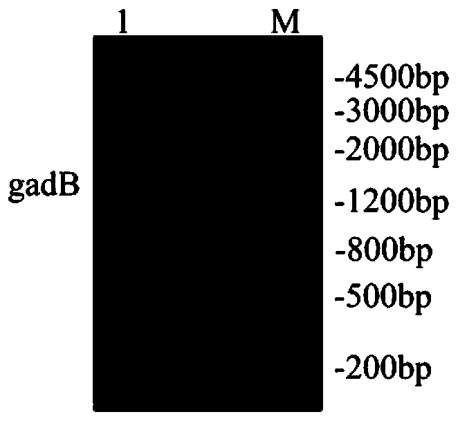 Recombinant engineered bacteria expressing glutamic acid decarboxylase on the surface, its construction method and application