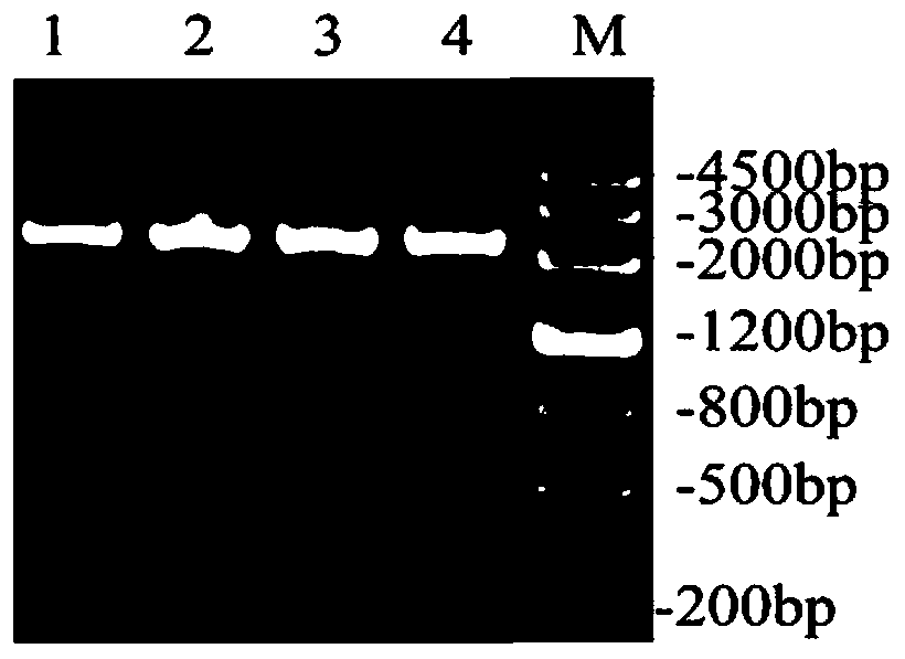 Recombinant engineered bacteria expressing glutamic acid decarboxylase on the surface, its construction method and application