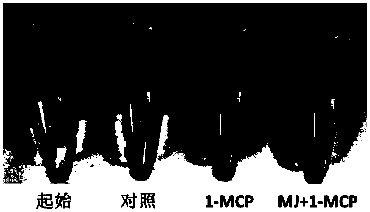 Use of 1-methylcyclopropene as a coloring accelerator for red pears