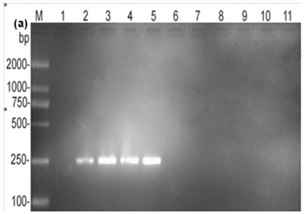 Comprehensive prevention and control method for peronophythora litchii