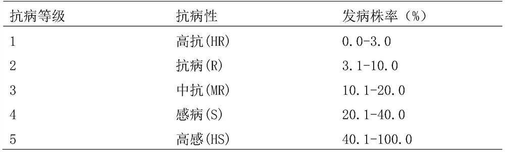 A method for accurate identification of newly planted sugarcane white leaf disease resistance