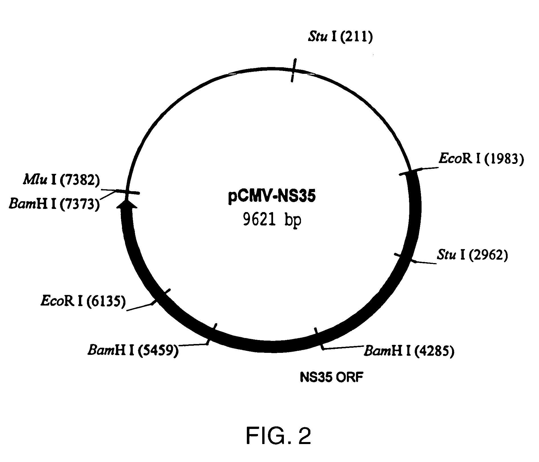 Immunogenic Hepatitis C virus non-structural polypeptides