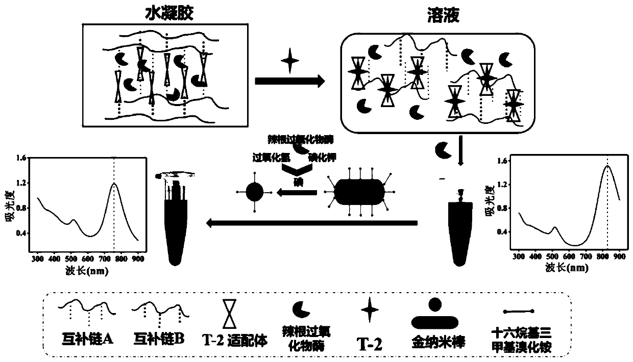 Method for rapidly detecting T-2 toxin in food based on nucleic acid hydrogel