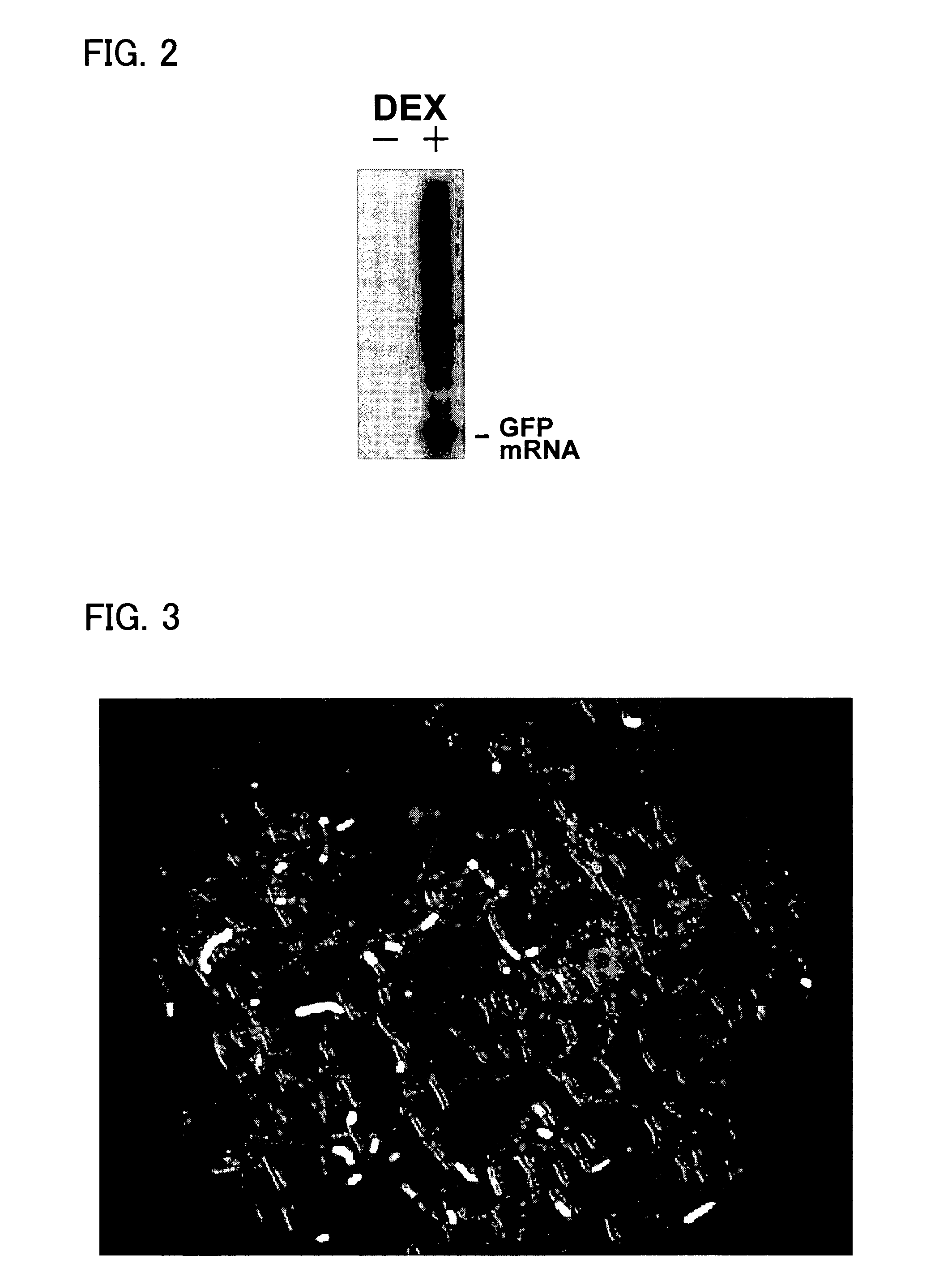 Tobacco BY2 cells containing a tomato mosaic virus vector for protein production