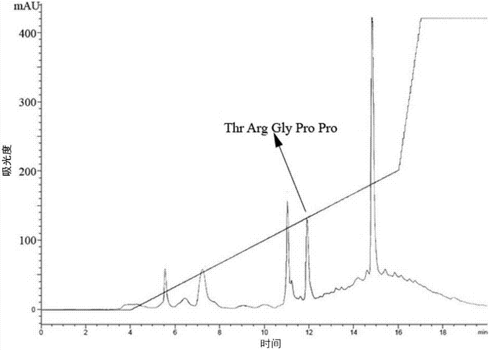 Urechis unicinctus biological active peptide and preparation method thereof