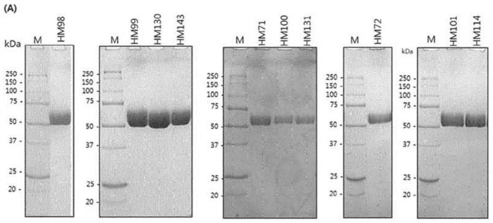 Novel hyaluronase variants with improved stability and pharmaceutical compositions containing same