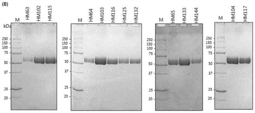 Novel hyaluronase variants with improved stability and pharmaceutical compositions containing same