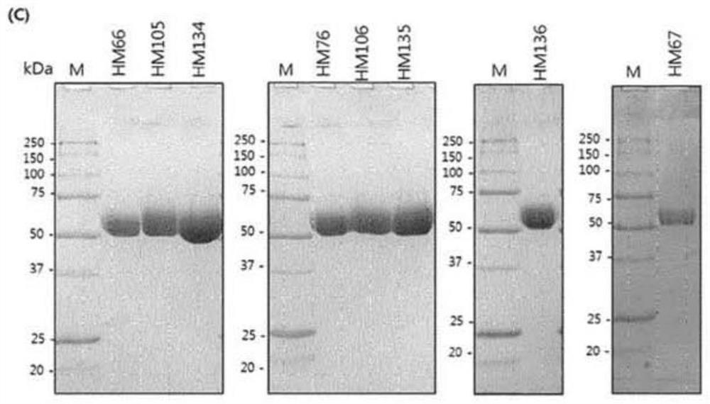 Novel hyaluronase variants with improved stability and pharmaceutical compositions containing same