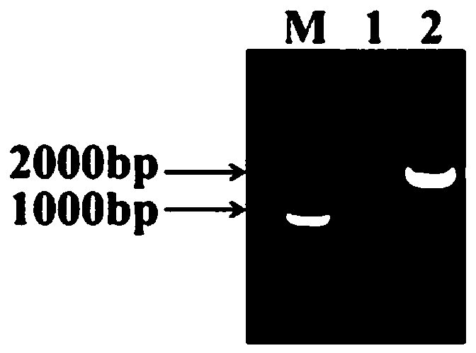 Novel MCO (multicopper oxidase) with function of efficient degradation of histamine