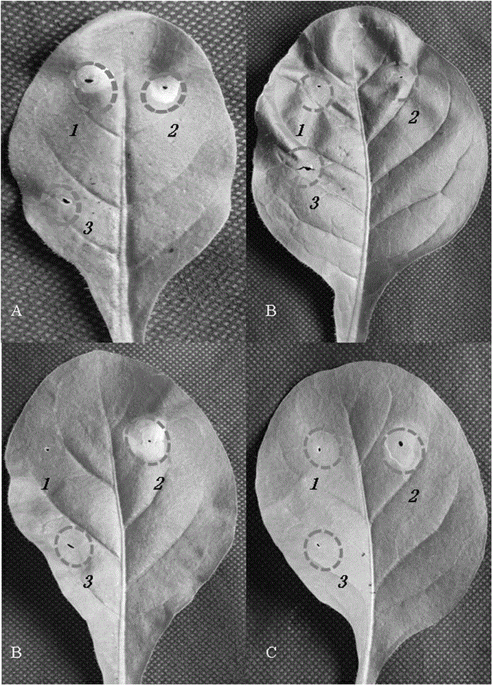 Tobacco mosaic virus resistant N'au gene and cloning method and application thereof